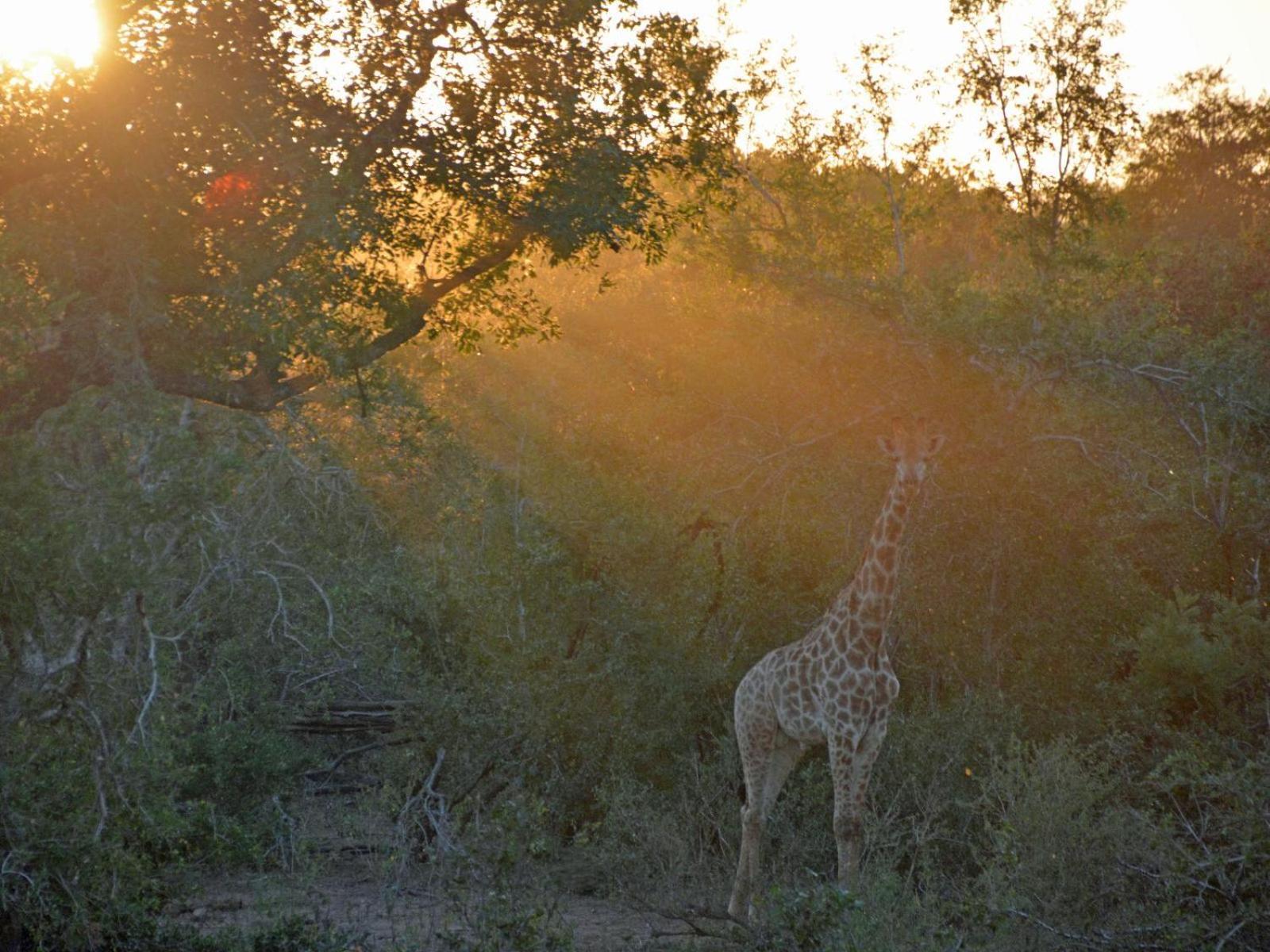 Croc Orvyll'S Kruger Lodge Marloth Park Exteriér fotografie